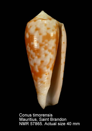 Conus timorensis.jpg - Conus timorensisHwass,1792